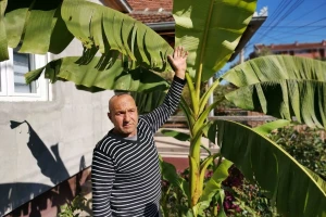 "Ulica banane" u Jagodini - egzotična biljka popularna među komšijama