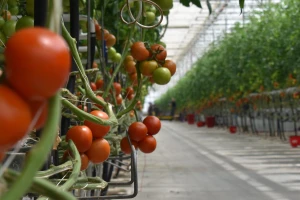 Porasla potrošnja energije u sektoru poljoprivrede i šumarstva u 2020.