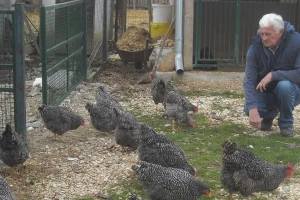 Uzgoj koka čistih rasa u malim dvorišnim jatima