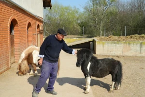 Šetland poni i patuljaste koze na imanju Ilije Bakića