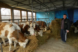 Saša Glišić: Povećali bismo broj goveda, ali nemamo sredstava
