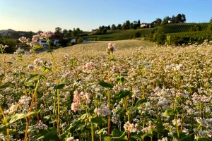 Planinsko žito koje uspeva na neplodnom zemljištu, ali mu treba vlaga