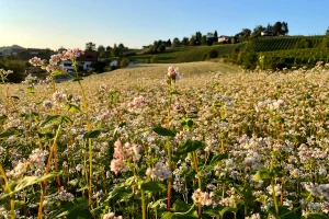 Heljdi je potrebno manje hraniva nego drugim ratarskim vrstama