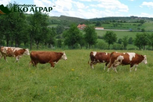 Stočni sajam u Krivoj Reci