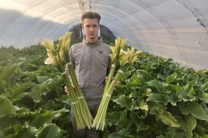 Kale, ukrasni suncokret, lizijantus - velika potražnja i posle 8. marta