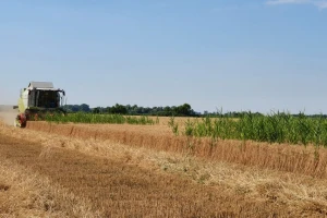 Zašto je došlo do pada prinosa i kvaliteta pšenice - sitno žito?