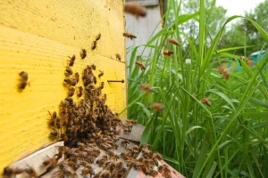 Komisija registrovala  inicijativu Spasimo pčele! Potrebno milion potpisa