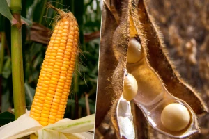 Šta su FAO grupe?