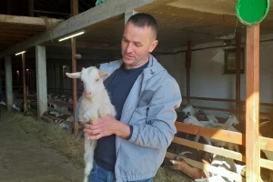 Nije farma jedna krava: Ljuban Gudelj zavodi red među 760 grla stoke