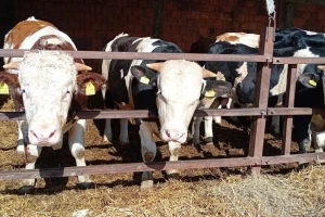 Stočari Srbije: Ispunite nam zahteve ili ćemo prosipati stajnjak po putevima