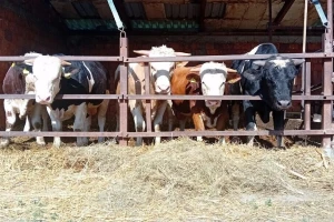 Cena prasića do 650 din/kg, bikovi do 380 din/kg
