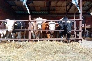 Tovne svinje od 250 din/kg, junad i za 305 din/kg