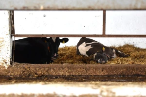 Siesta za krave kao zaštita od toplotnog stresa