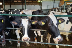 Nova era za krave: Preciznom ishranom i novim tehnologijama do veće proizvodnje