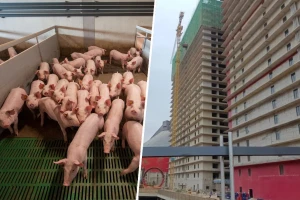Najveća farma svinja na svetu smeštena u jednoj zgradi