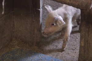 Farma svinja po skandinavskom sistemu