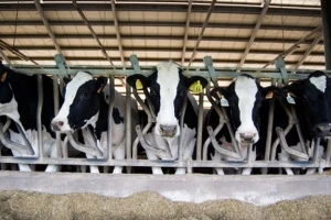 Bespovratna sredstva za farme u Vojvodini