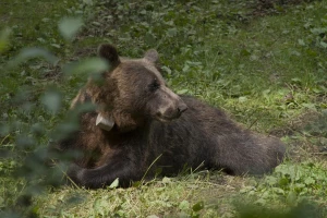 Tara: Nova medvedica Jelisaveta biće praćena tri godine