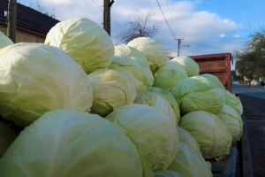 Suša i troškovi proizvodnje podigli cenu kupusa. Da li ćemo ga kiseliti kao ranijih godina?