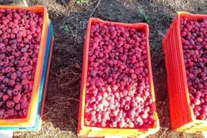 Malina u lošem stanju - i ove godine se očekuje podbačaj roda?