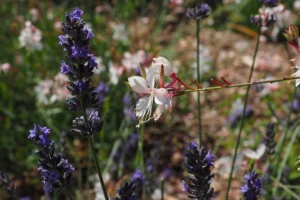 Gaura - grmovi koji osvajaju naša dvorišta