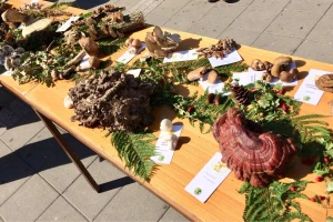 Gljive kao hrana i lek predstavljene u Sremskoj Mitrovici