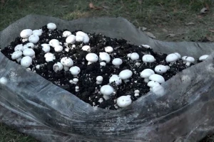 Udruženje gljivara "Lisičarka" za sve one koji žele da nauče više