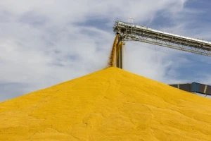 16 EU država protiv GMO