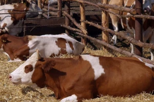 Kako se pobrinuti za životinje kad nastupe visoke temperature?