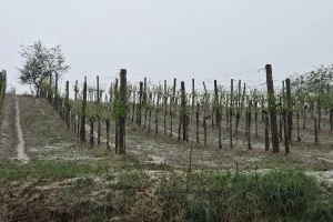 Grad tukao Trstenik - nema ništa od vinograda?