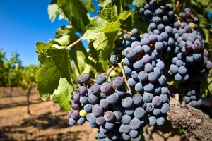 Kako se pripremiti za početak sezone berbe grožđa i proizvodnje vina?