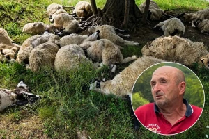 Grom usmrtio 19 ovaca u selu kod Zvornika u susednoj BiH