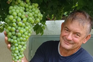 Gde ima grozd dužine do 60 cm i težine do čak četiri kilograma?
