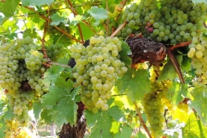 Zašto je važno kidanje listova u rodnom vinogradu?