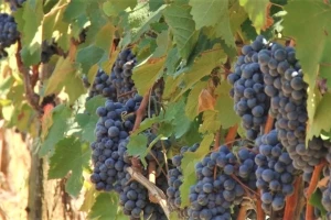 Vinogradarstvo u Valjevu - nešto novo ili tradicionalno?