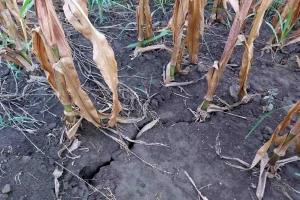 U jednoj deceniji EU zbog klimatskih promena izgubila 145 milijardi evra