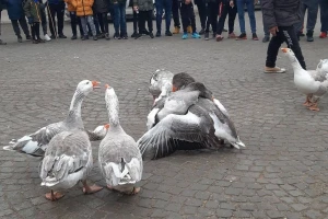 Gusanijada ove godine u Mokrinu bez publike?