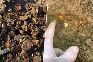 Pronašao zlatnike u polju kukuruza - vrede više miliona dolara