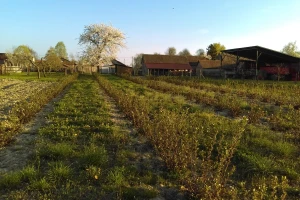 Aronija zdrava, ali slabo isplativa za uzgoj