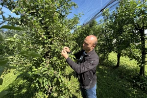 Manje je više: Kako obaviti proređivanje plodova?