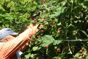 BDP u sektoru poljoprivrede u 2019. godini niži za 1,6 odsto
