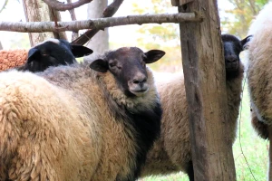 Koji su uslovi su potrebni za držanje ovaca?