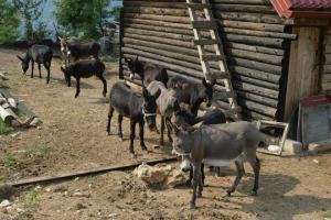 Crna Gora dobila prvi Muzej magaraca