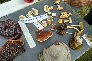 Svaka jestiva pečurka ima otrovnu dvojnicu - pazite prilikom berbe ili kupovine