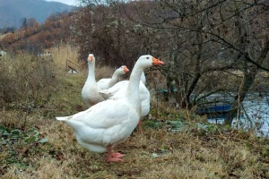 Novi slučajevi ptičjeg gripa u Hrvatskoj