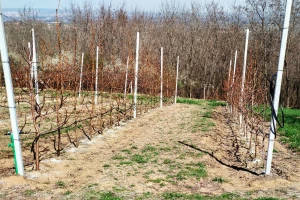Rezidba kruške lakše se izvodi kada je podloga dunja