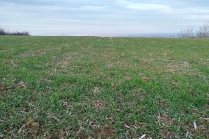 Stanje niških ozimih useva odlično - sada ih treba prihraniti azotom