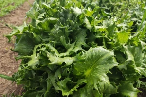 Miholjsko leto produžilo jesenju setvu salate - na šta obratiti pažnju?