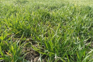 Promenljivo i oblačno - na usevima uočeni simptomi sive pegavosti pšenice