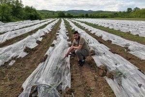 Prednosti uzgoja lubenica u plastenicima i niskim tunelima